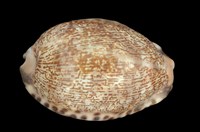 藏品(阿拉伯寶螺)的圖片